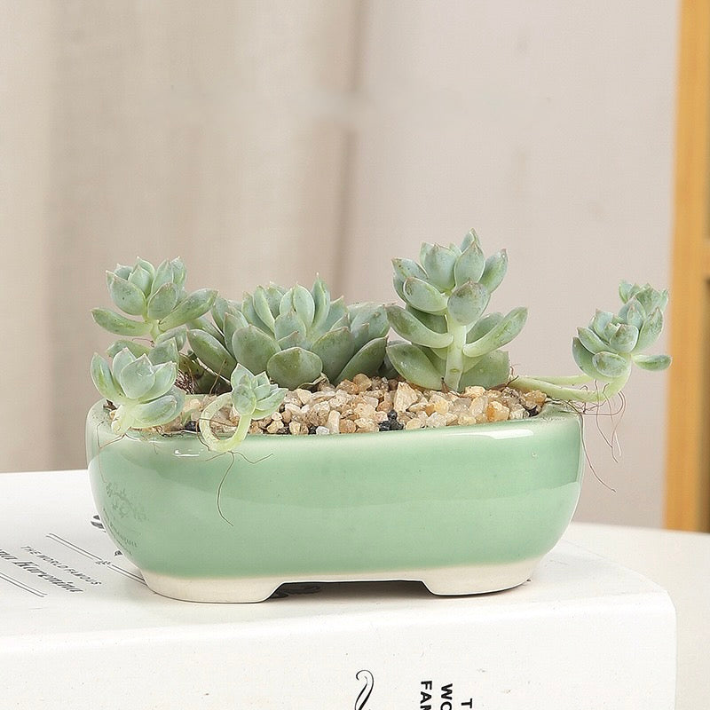 Mini Sage Bonsai Planter